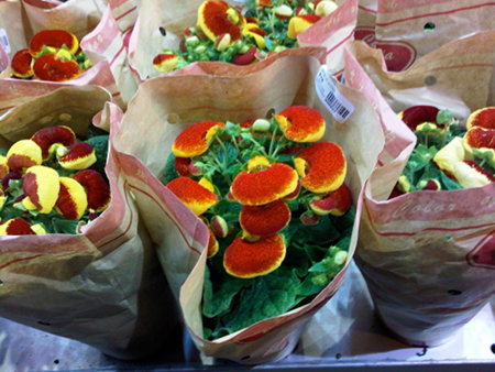 chinese-newyear-flowers