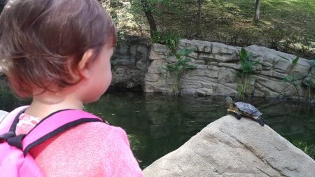 Schildkröten gibts in vielen Parks